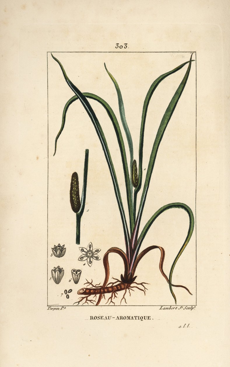 Sweet Smelling Flag, Acorus Calamus by Pierre Jean Francois Turpin