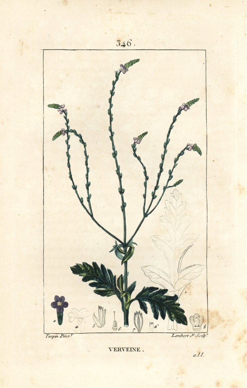 Verbena or Sacred Herb, Venus