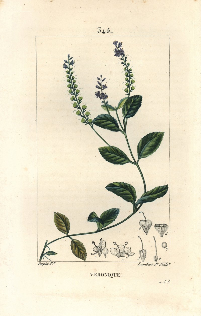 Veronique officinale - Male speedwell, Veronica officinalis. Handcoloured stipple copperplate engraving by Lambert Junior from a drawing by Pierre Jean-Francois Turpin from Chaumeton, Poiret and Chamberet