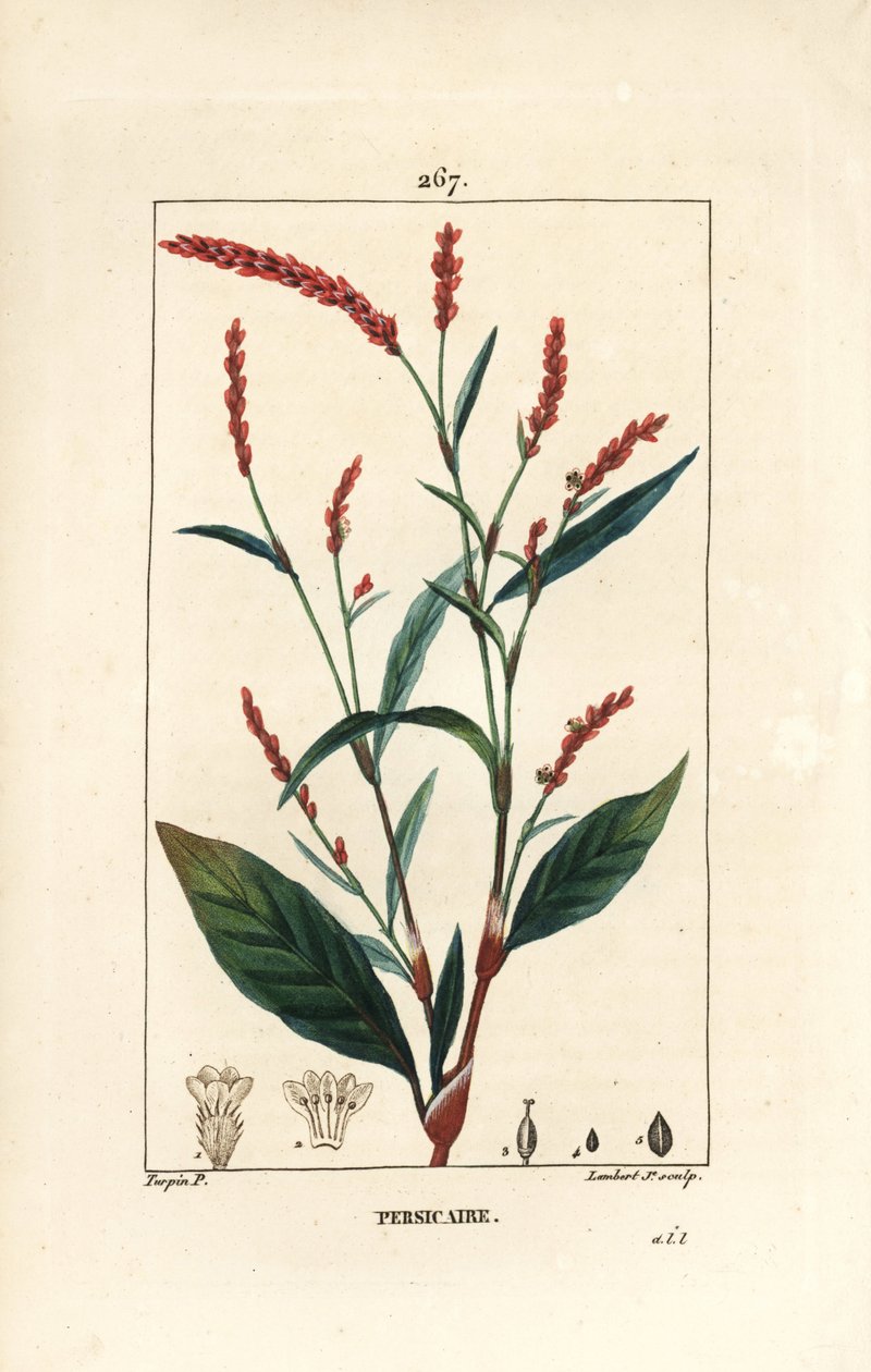 Water-Pepper, Persicaria hydropiper, with Flower, Stalk and Leaf by Pierre Jean Francois Turpin