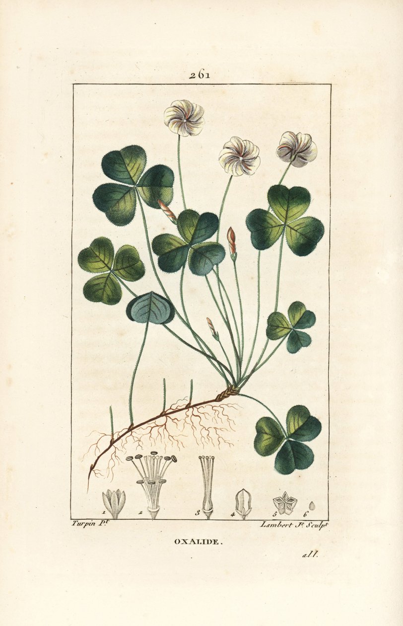 Wood sorrel, Oxalis acetosella, with flower, leaf, stalk, seed and root (Illustration from La Flore Medicale) by Pierre Jean Francois Turpin
