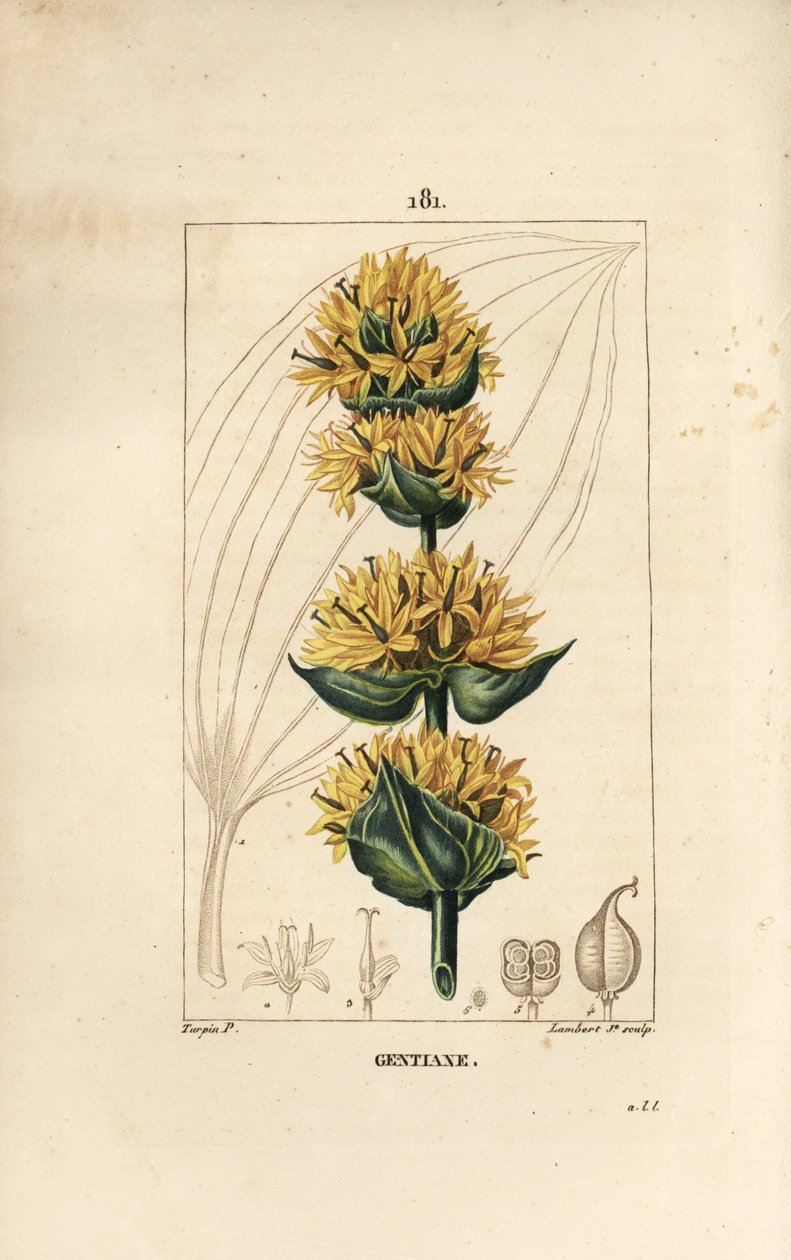 Yellow Gentian or Great Gentian, Gentiana lutea by Pierre Jean Francois Turpin