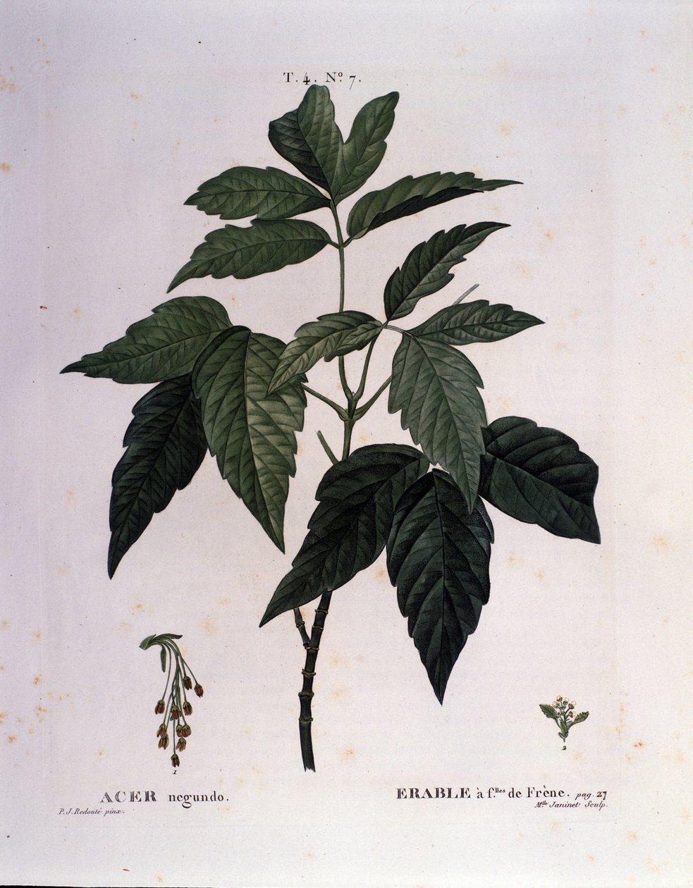 Botanical: Maple branch. Plate taken from 