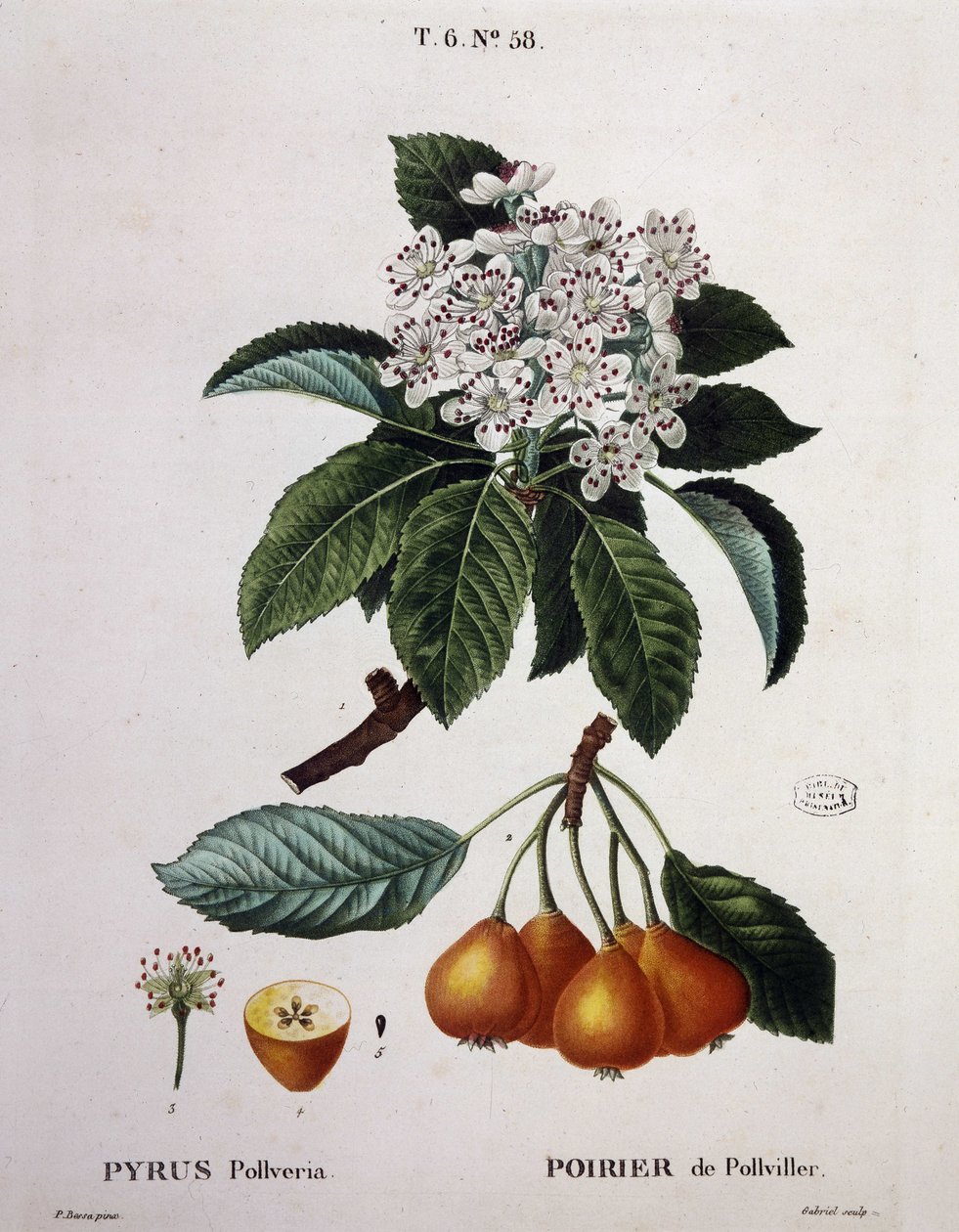 Poirier de Pollviller - in 