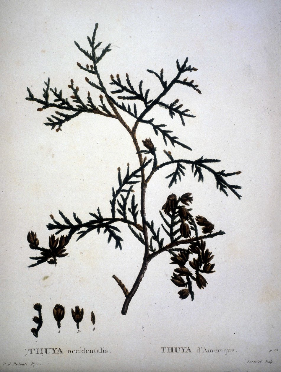 Thuya occidentalis or American Thuya - in 