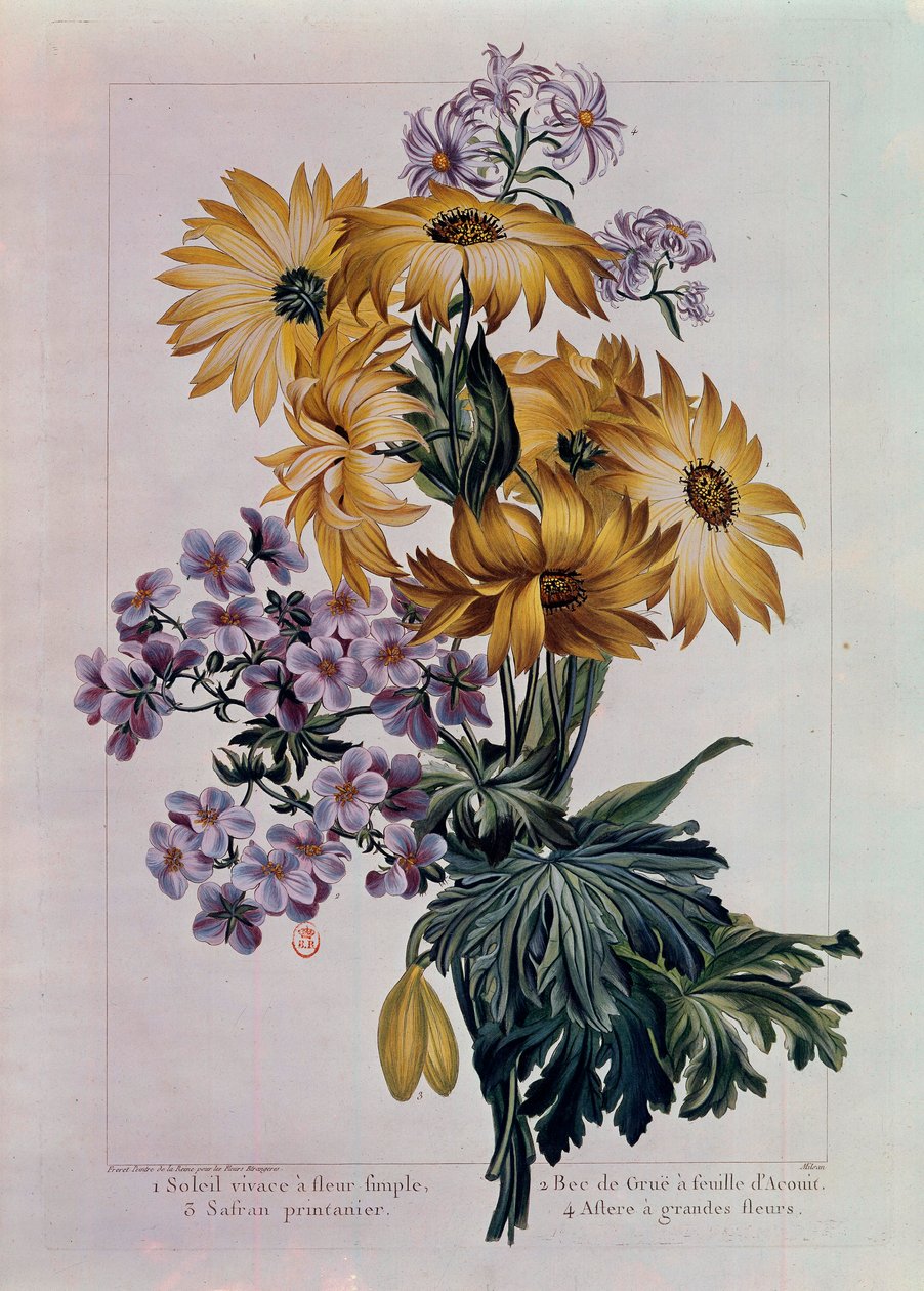 Bouquet of Suns and Other Flowers by Pierre Joseph Buchoz