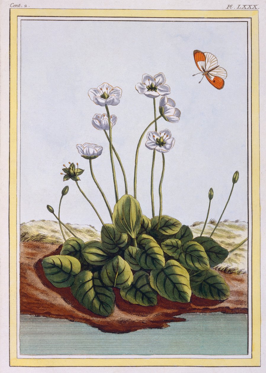 Grass of Parnassus, pub. 1776 by Pierre Joseph Buchoz