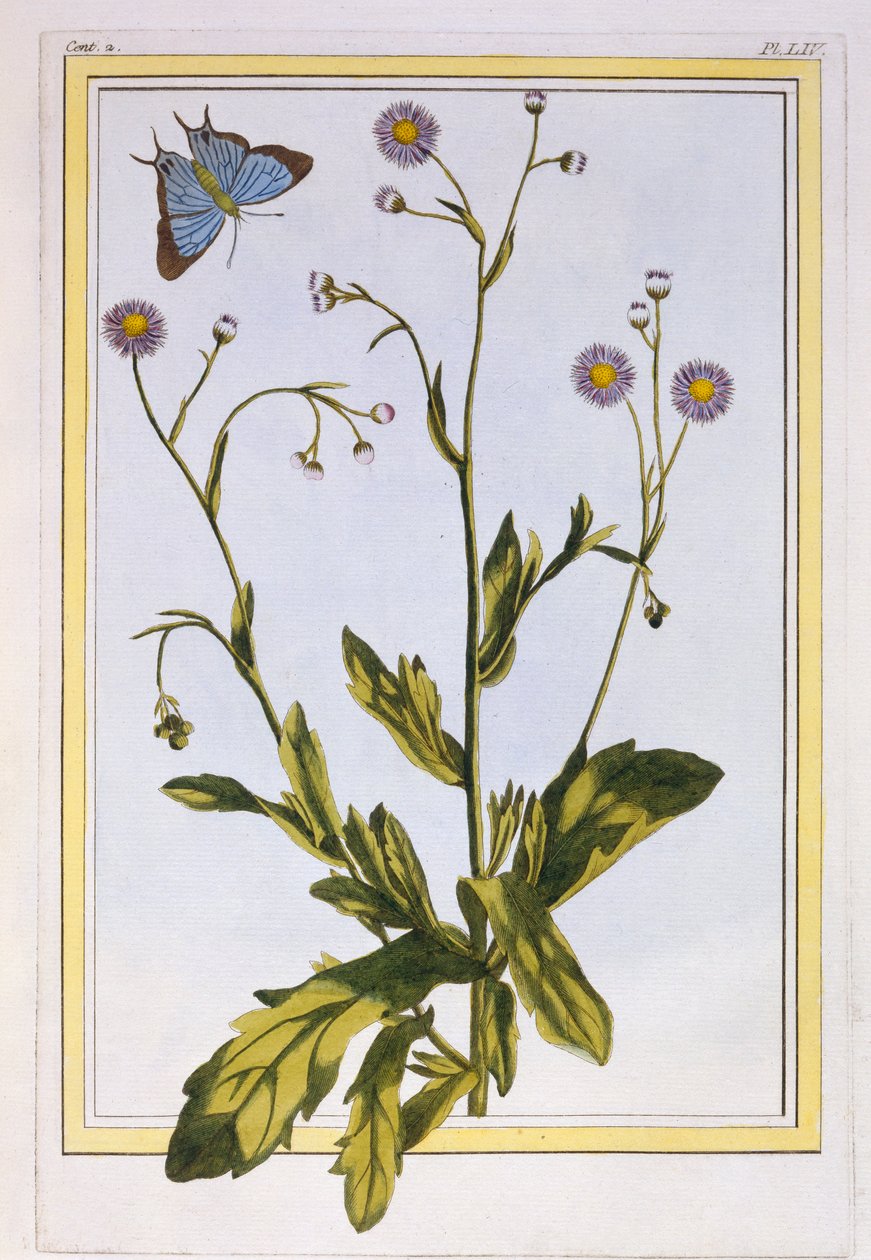 Canadian Fleabane, pub. 1776 by Pierre Joseph Buchoz