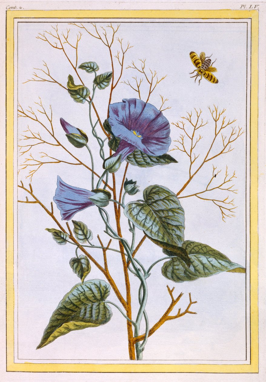 Le Grand Liseron Violet Convovlus by Pierre Joseph Buchoz