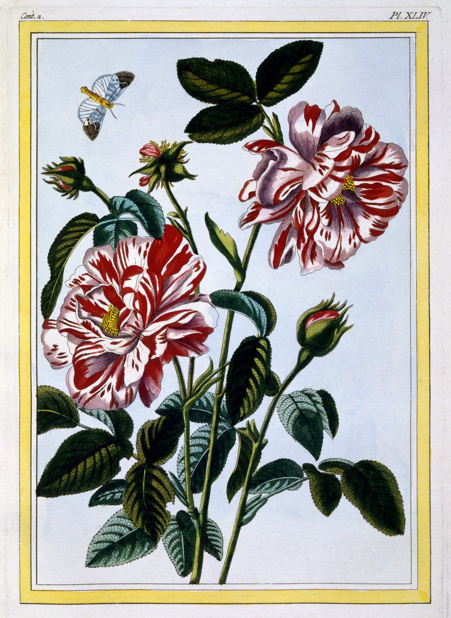 The Variegated Rose of England, 1776 by Pierre Joseph Buchoz