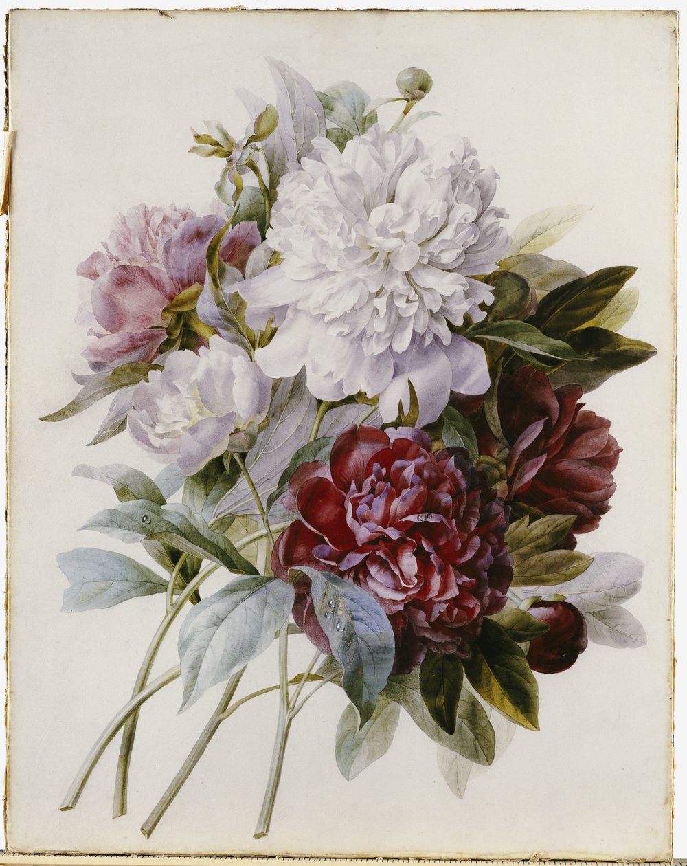 A Bouquet of Red, Pink and White Peonies by Pierre Joseph Redouté