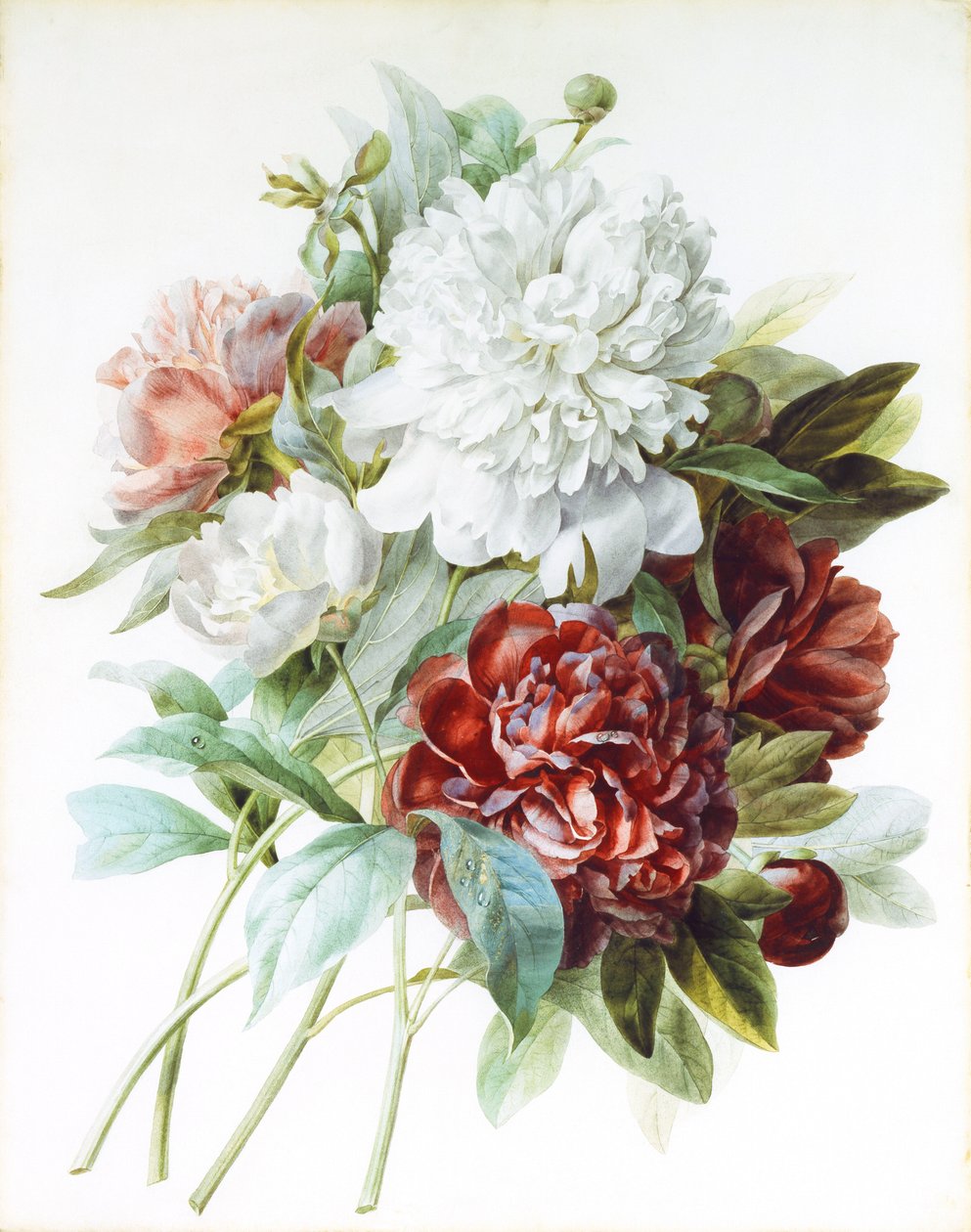 A Bouquet of Red, Pink and White Peonies by Pierre Joseph Redouté