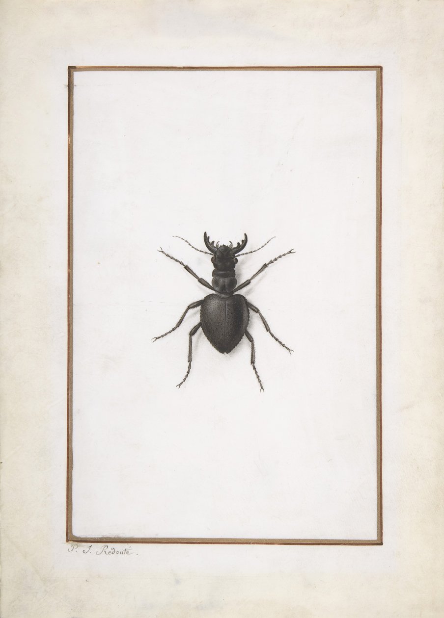 A Stag Beetle by Pierre Joseph Redouté