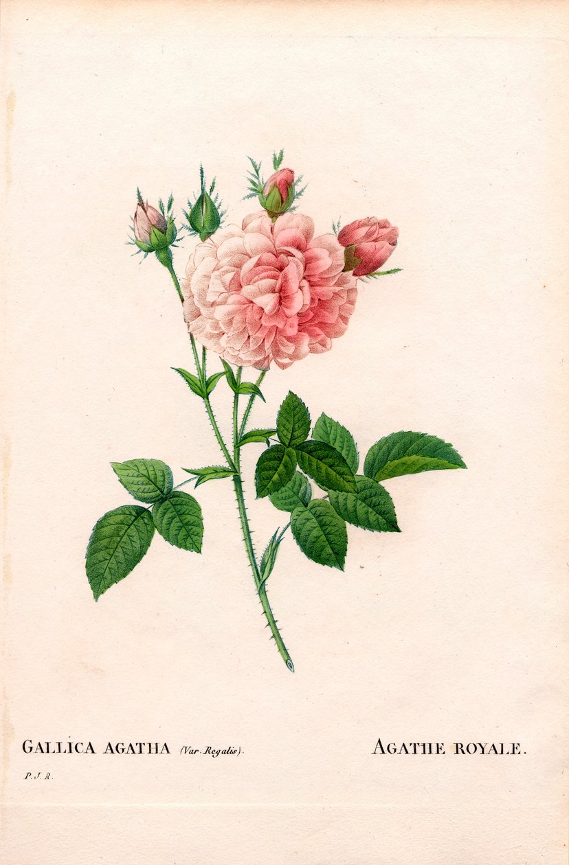 Agathe Royale rose, Rosa gallica variety by Pierre Joseph Redouté