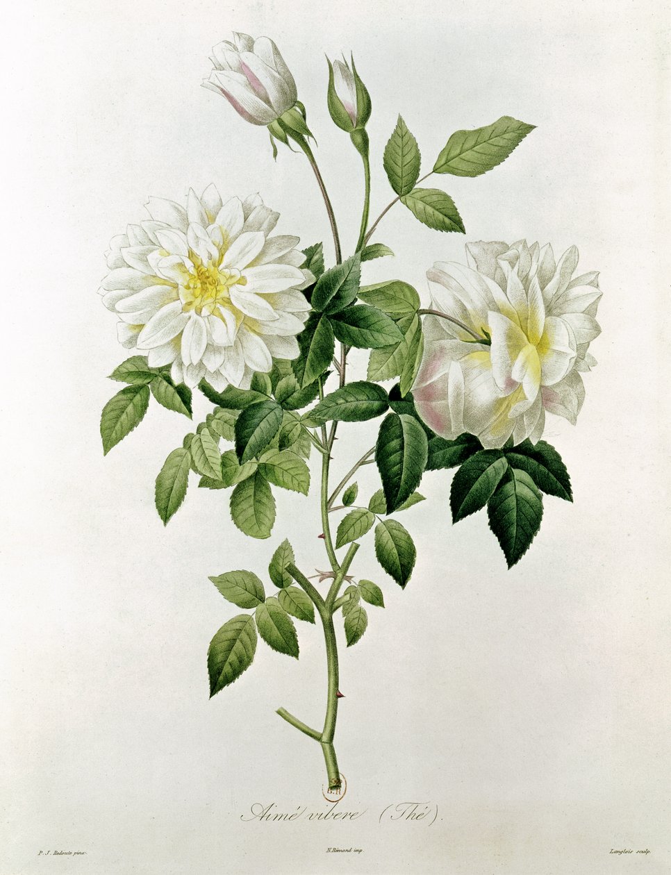 Aime Vibere (Tea) (engraved by Eustache Hyacinthe Langlois) by Pierre Joseph Redouté