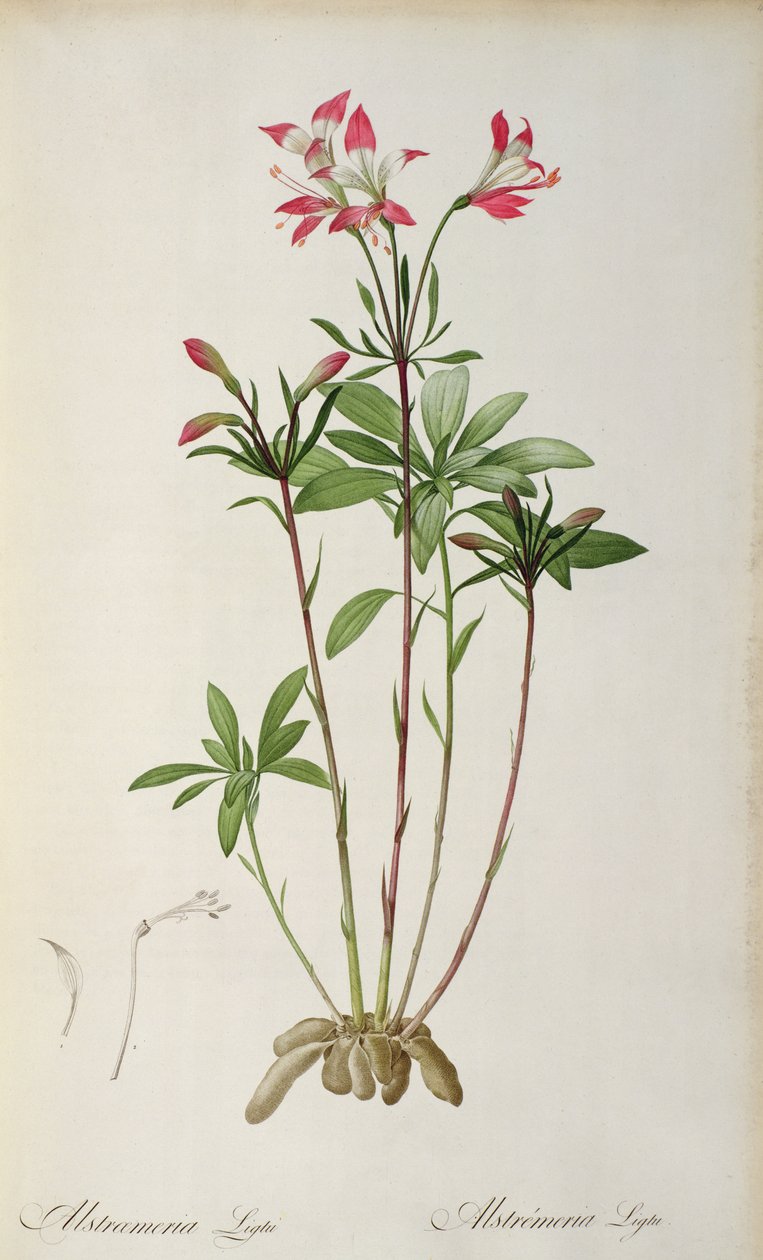 Alstroemeria Ligtu, from 