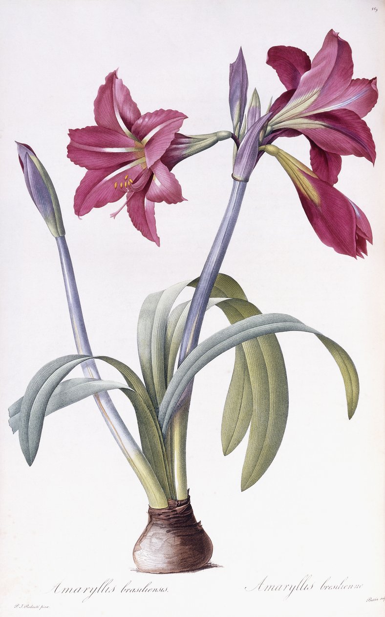 Amaryllis Brasiliensis by Pierre Joseph Redouté