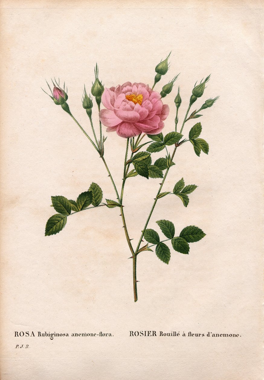 Anemone-flowered sweetbriar rose, Rosa rubiginosa variety by Pierre Joseph Redouté