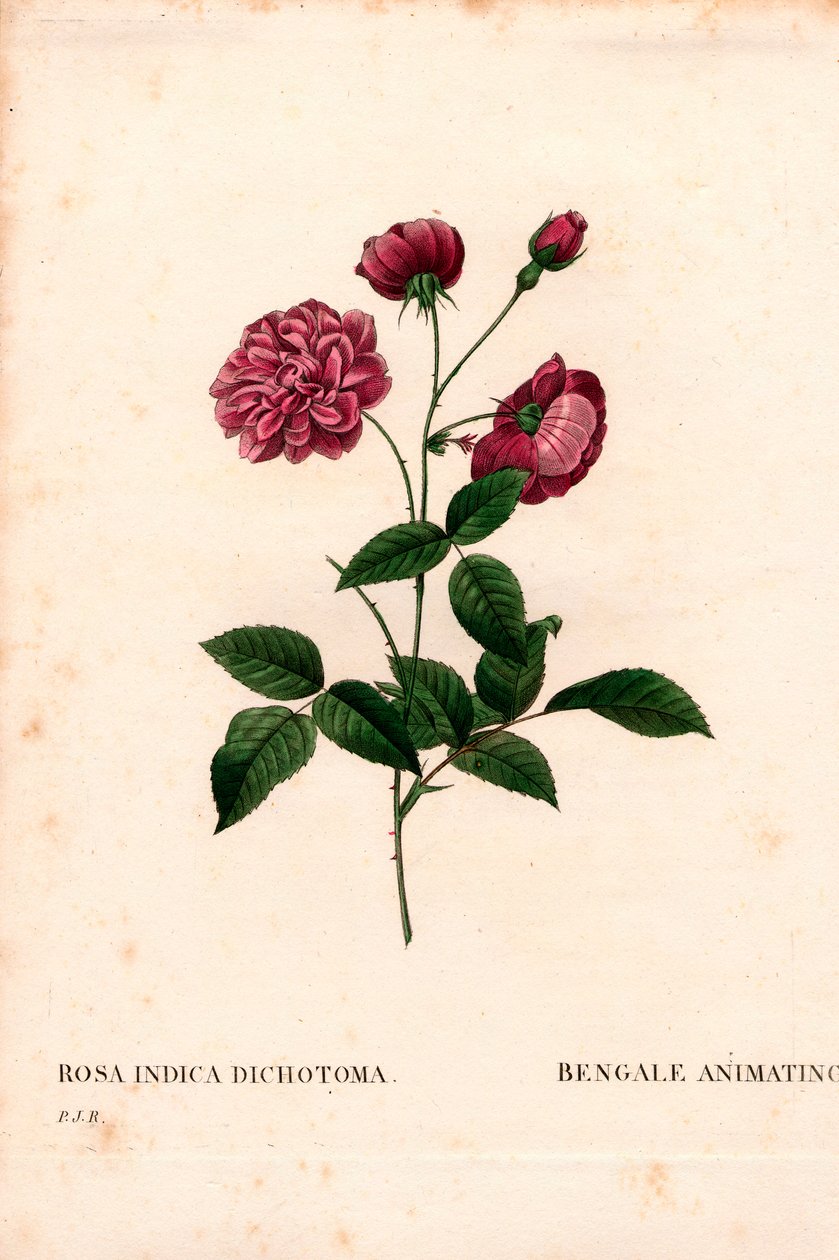 Animating China rose, Rosa chinensis hybrid by Pierre Joseph Redouté