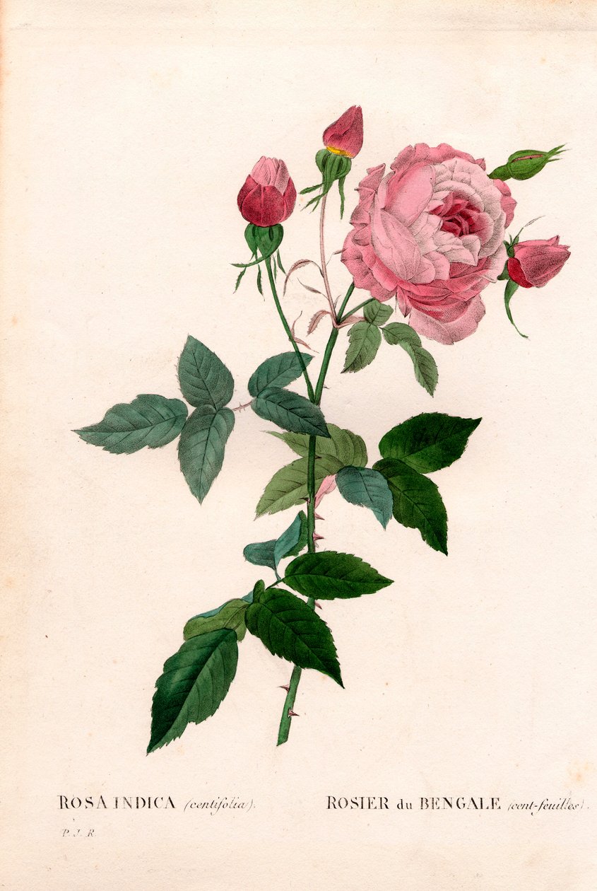 Bengal 100-leaf pink, Rosa chinensis variety, Bengal rose (one hundred-leaf). Handcoloured stipple copperplate engraving from Pierre Joseph Redoute