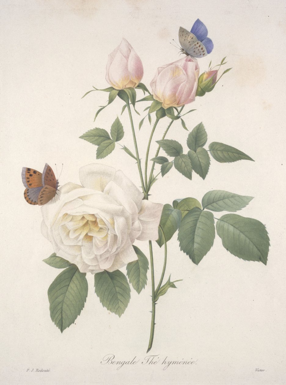 Bengale Thé hyménée, from Choix Des Plus Belle Fleurs et des Plus Beaux Fruits, 1827 by Pierre Joseph Redouté