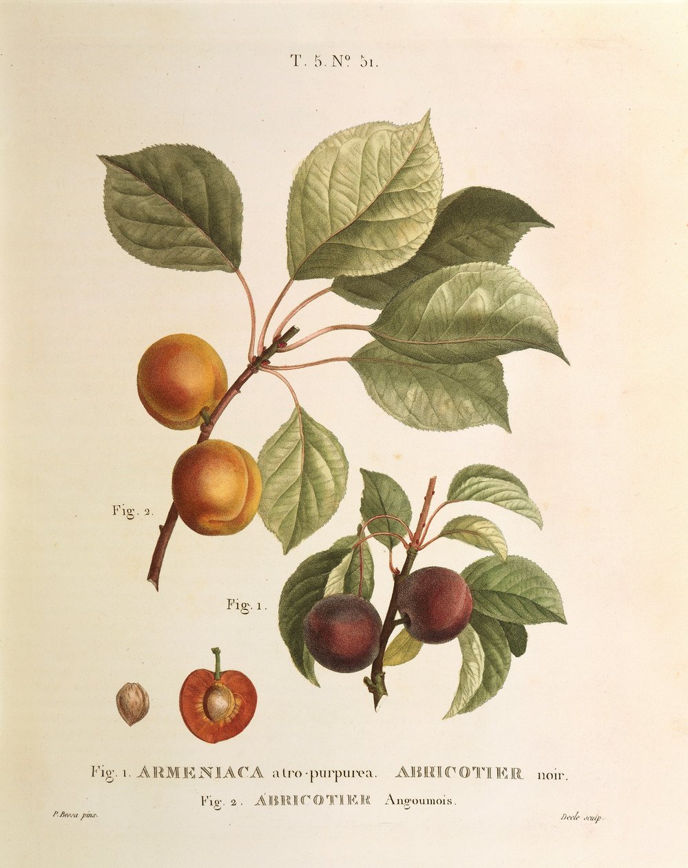 Black Apricot and Apricot varieties: Prunus armeniaca, Armeniaca atropurpurea by Pierre Joseph Redouté