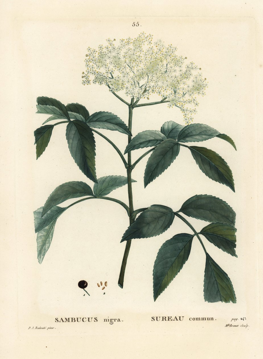 Black Elder or European Elderberry, Sambucus Nigra by Pierre Joseph Redouté