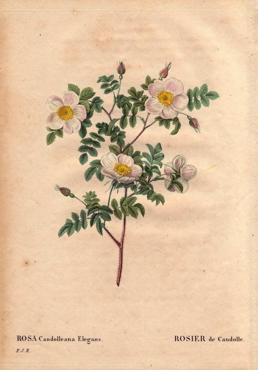 Botanical Board, Flower, Rose Variety: De Candolle