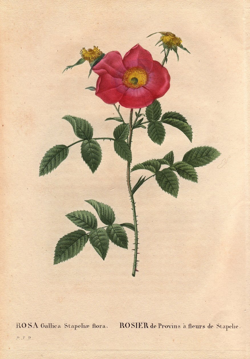 Botanical Board, Flower, Rose Variety: Provin Rose with Stapelia Flowering (Rosa Gallica Stapeliae Flora). In 