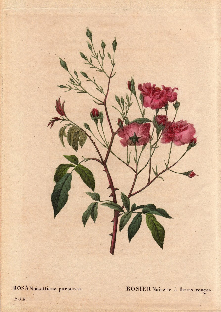 Botanical Board, Flower, Rose Variete: Rosa hazelnut with red flowers by Pierre Joseph Redouté