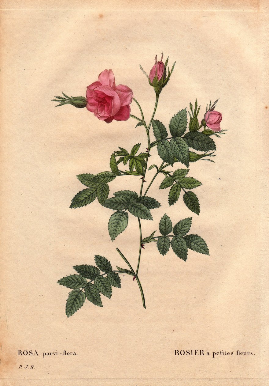 Botanical Board, Flower, Rose Variety: Rose with small flowers (Rosa parvi-flora) from North America. In 
