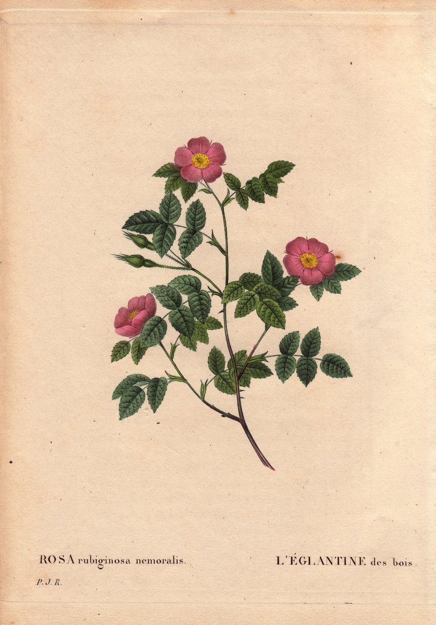 Botanical Board, Flower, Rose Variete: The Eglantine of the Woods by Pierre Joseph Redouté