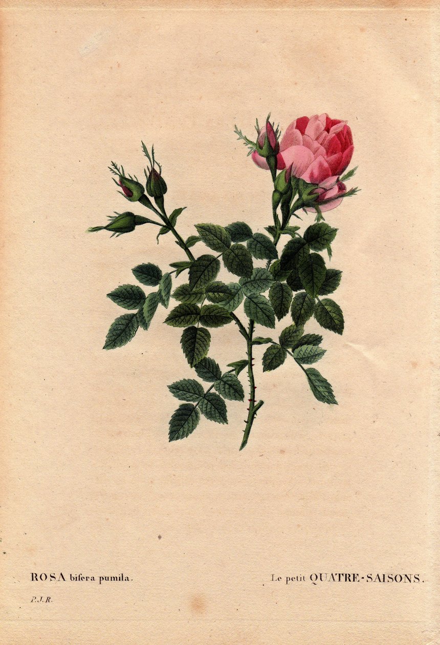 Botanical Board, Flower, Rose Variety: The Little Four Seasons. In Latin: Rosa Bifera Pumila, Cultivated by Monsieur Noel, Paris, France, before 1824. In 
