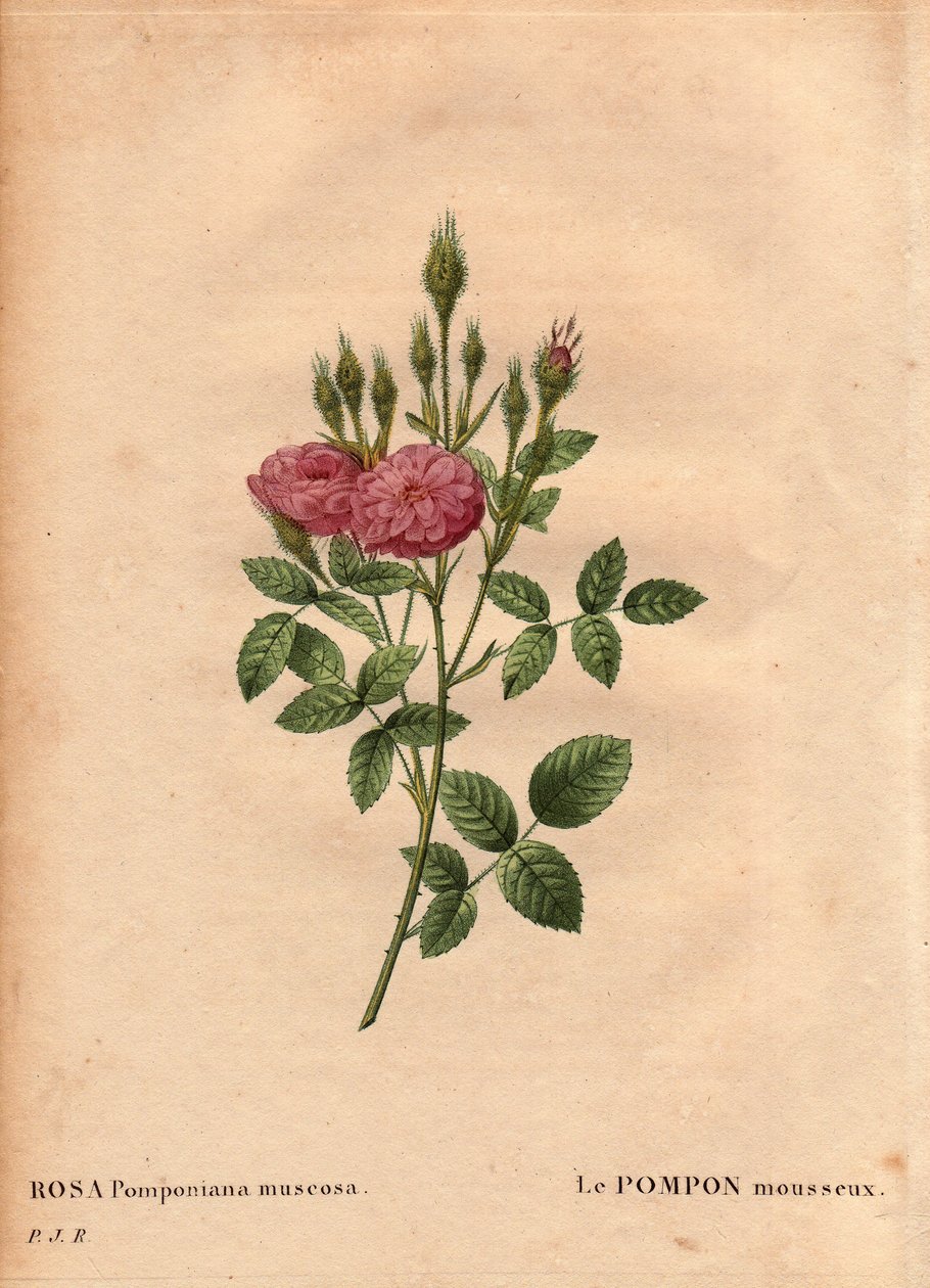 The sparkling pompon kind of Rose de Meaux (Rosa Pomponiana muscosa) by Pierre Joseph Redouté