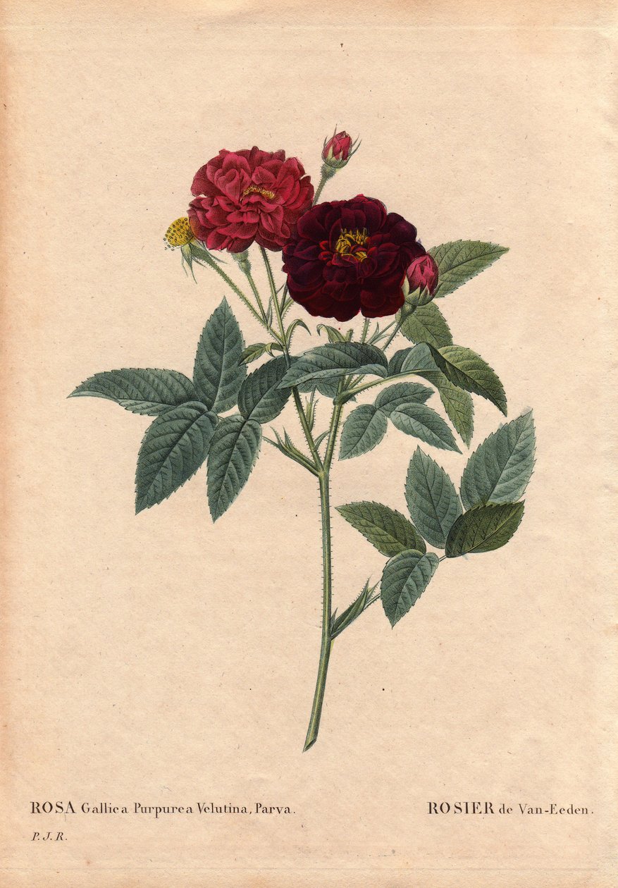 Botanical Board, Flower, Rose Variety: Van Eeden Rose (Rosa Gallica Purpurea Velutina Parva). Cultivated in the Netherlands by Van Eeden before 1810. In 