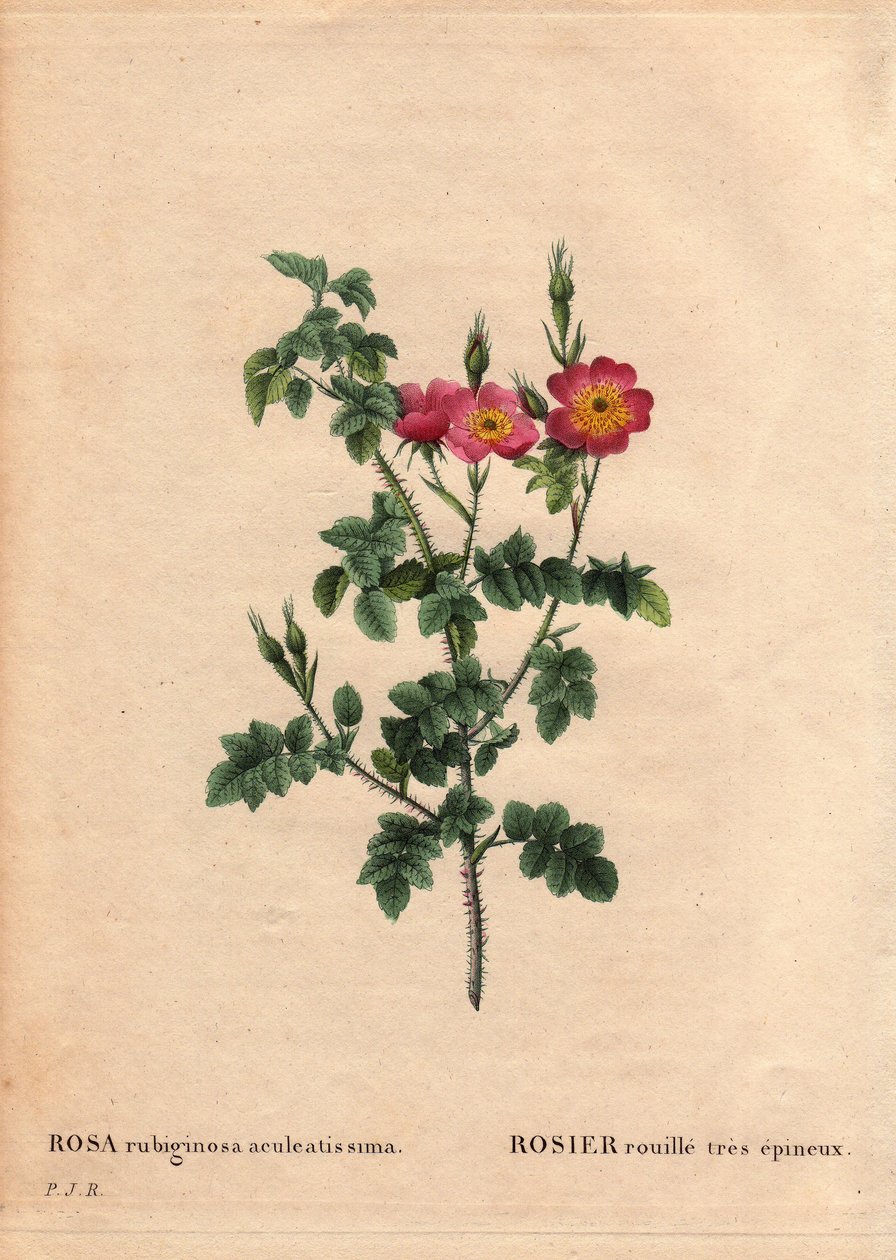 Botanical Board, Flower, Rose Variete: Very spiny rust rose by Pierre Joseph Redouté