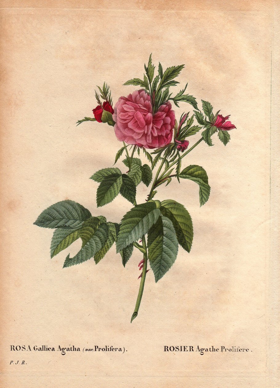 Botanical Board, Flower, Rose Variety: Rose Agathe Prolifere by Pierre Joseph Redouté