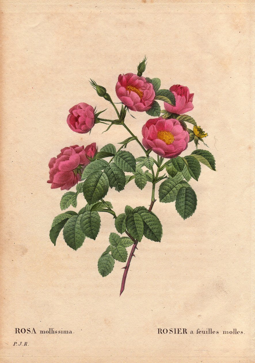 Botanical Board, Flower, Rose Variety: Rose with soft leaves. (Rosa mollissima flora submultiplici). Rose mollis variety, before 1821. In 