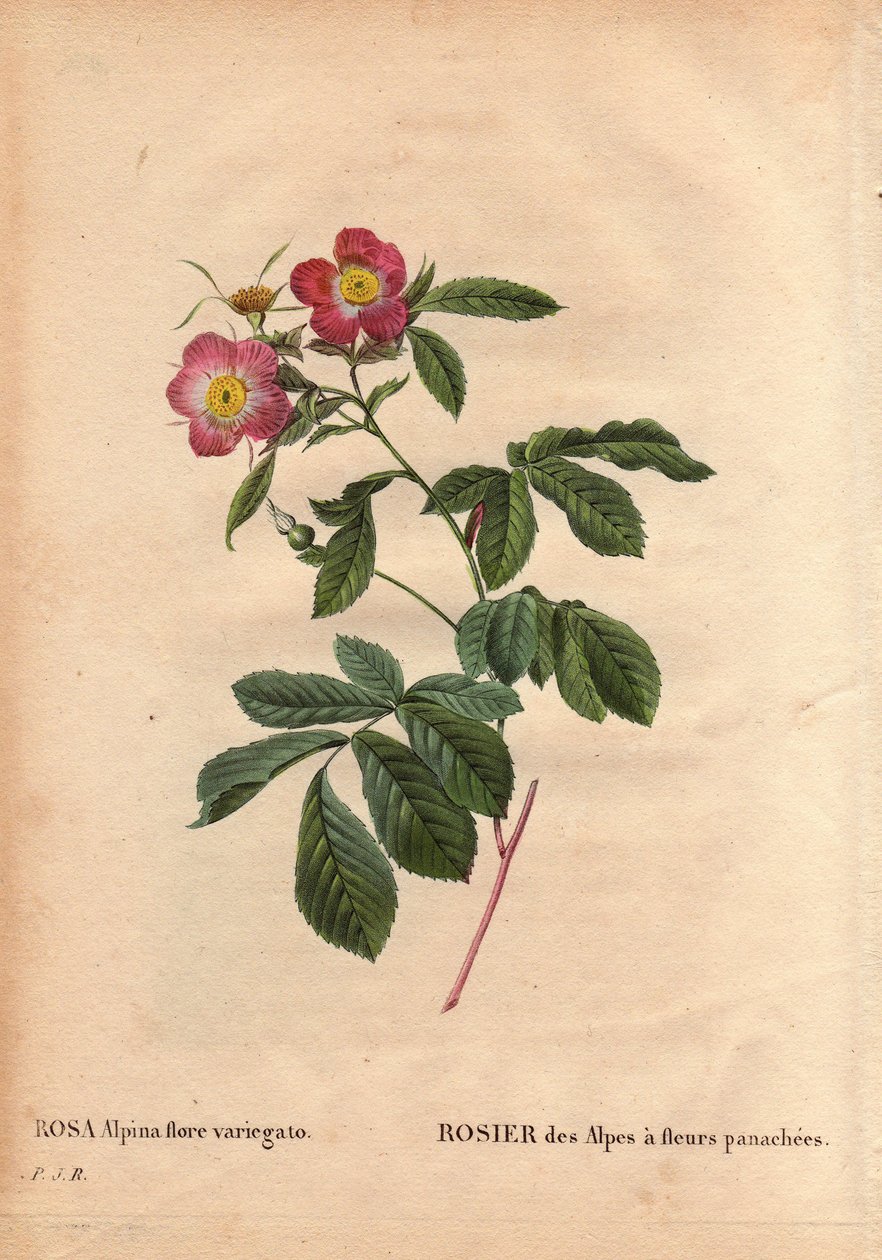 Botanical Plate, Flower, Rose Variety: Rose of the Alps with Variegated Flowers by Pierre Joseph Redouté
