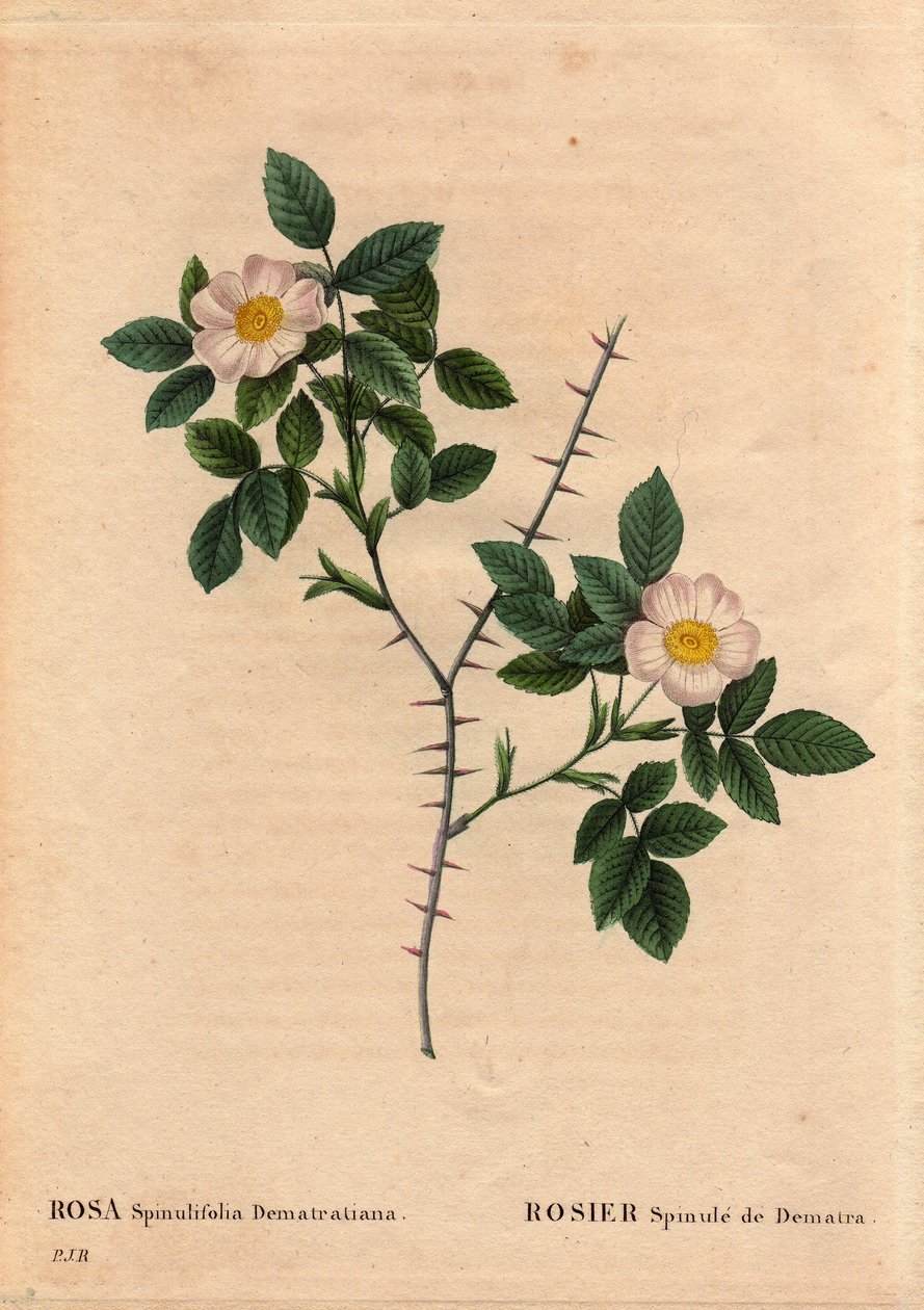 Botanical Plate, Flower, Rose Variety: Rosier Spinule de Dematra by Pierre Joseph Redouté