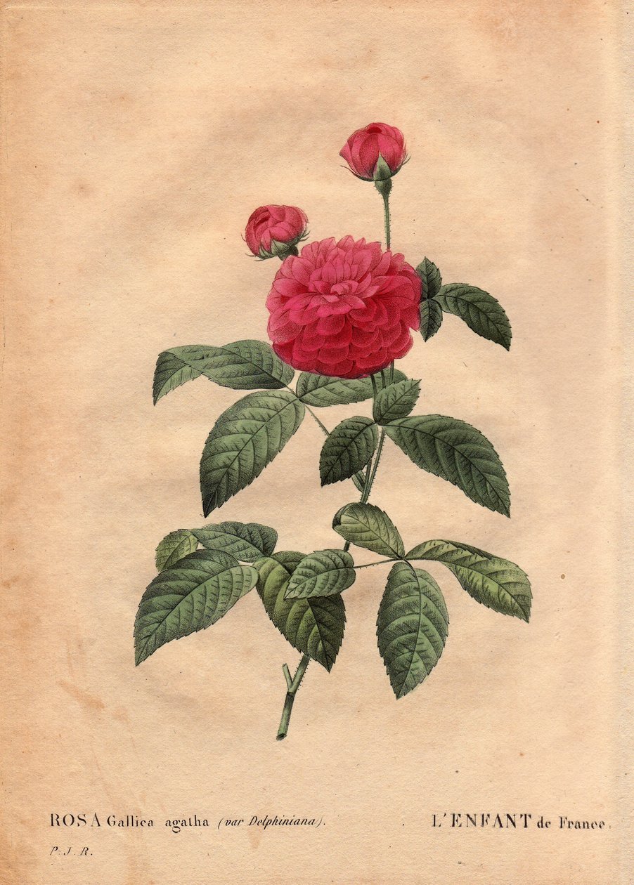 Botanical Plate, Flower, Rose Variety: The child of France (Rosa gallica agatha var. delphiniana). Cultivated by Monsieur Du Pont, circa 1802, known since the reign of Louis XV (1710-1774) and called 