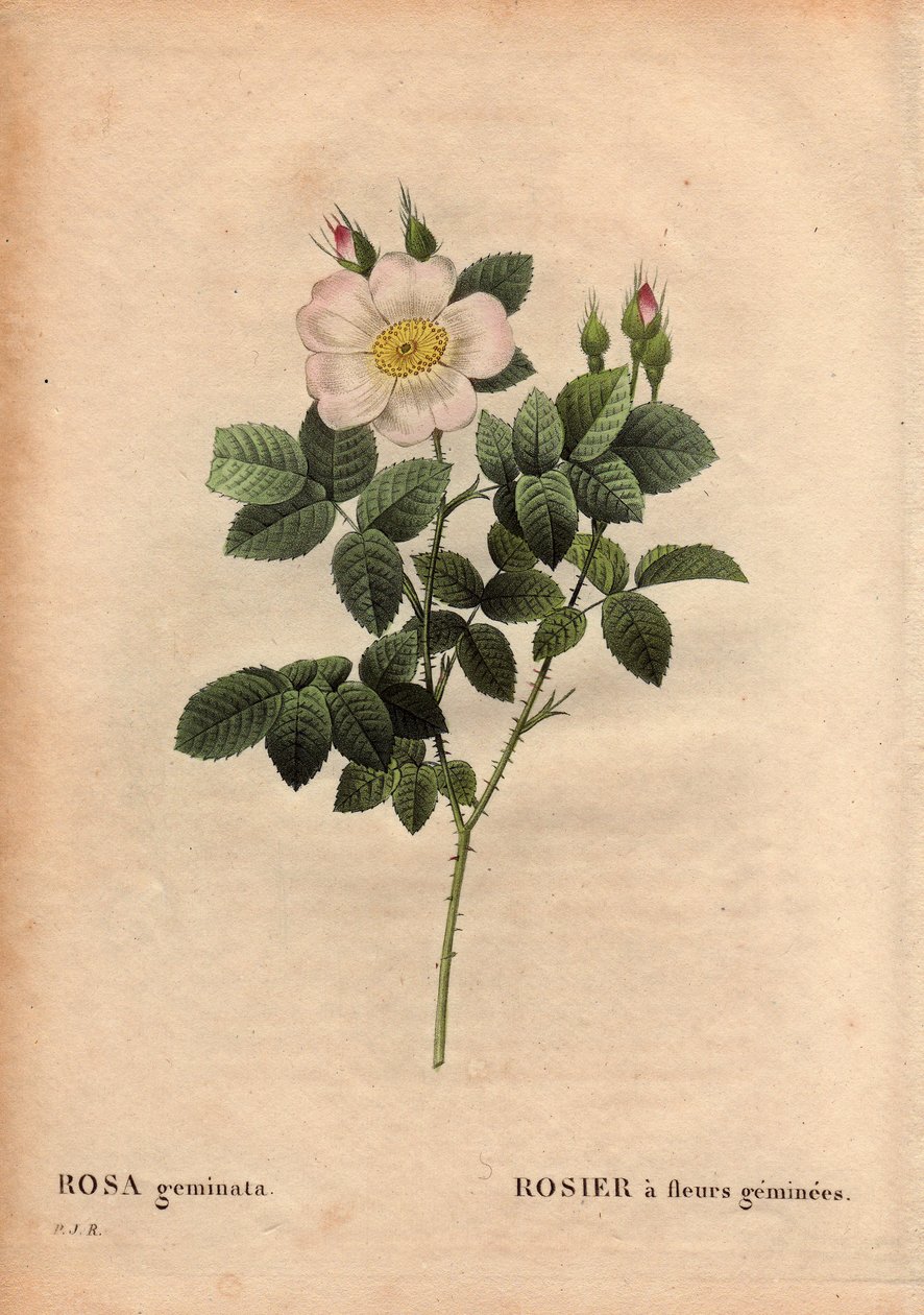Botanical Plate, Flower, Rose Variety: Gemstone-flowered Rose by Pierre Joseph Redouté