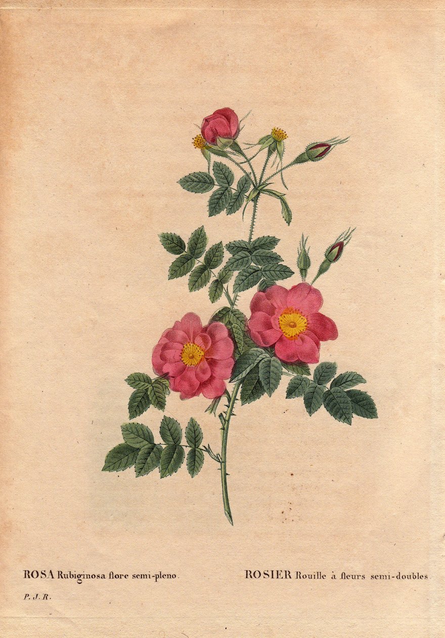 Botanical Plate, Flower, Rose Variety: Rose Rust has semi-double flowers (Rosa rubiginosa flora semi pleno), obtained from seeds and grown by P.J. Redoute around 1806. In 