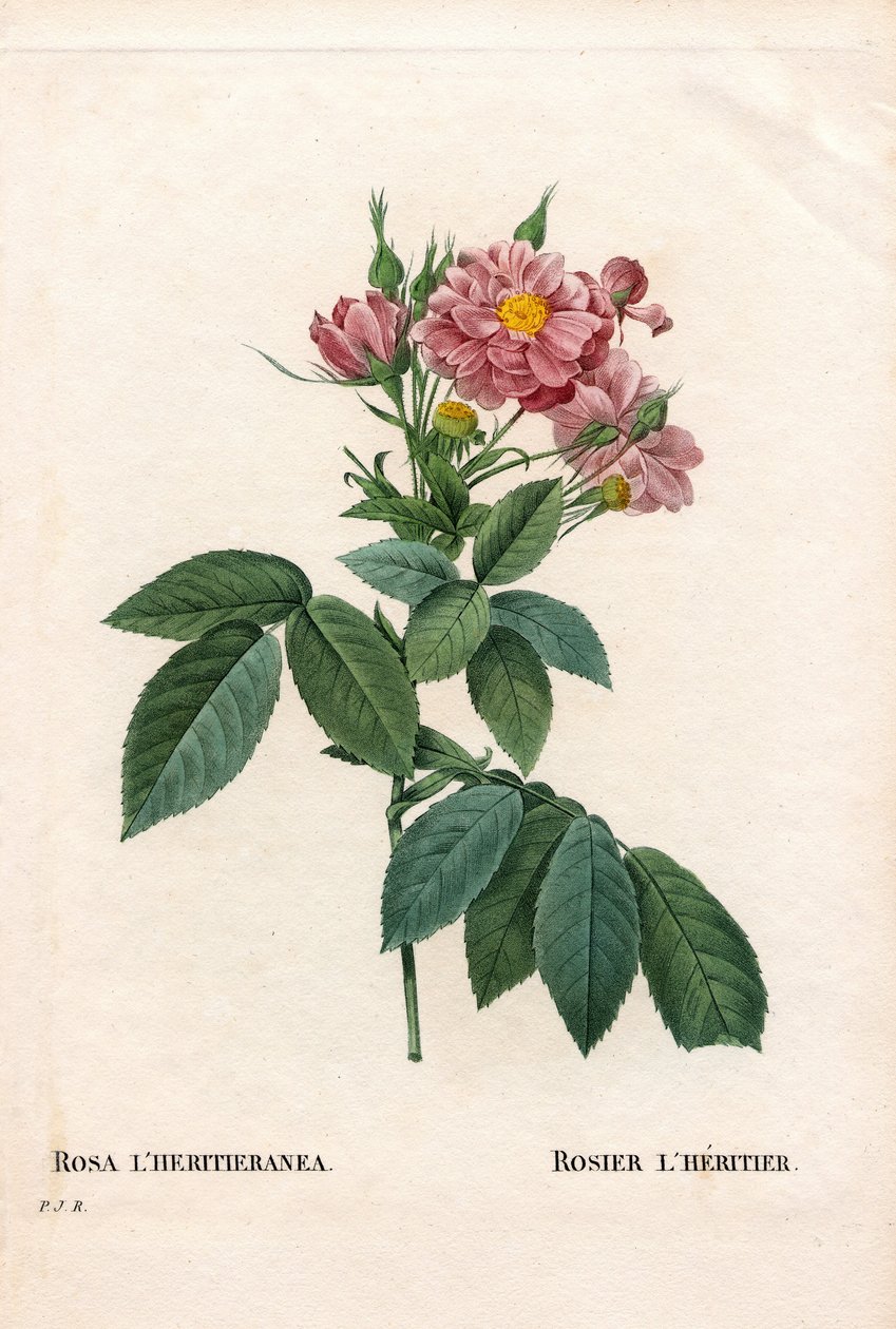 Boursault Rose, Rosa L