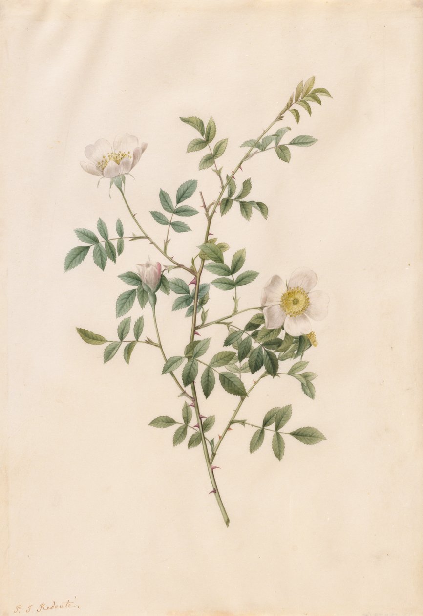 Brier Bush Rose or Dog Rose (Rosa Sepium Rosea) by Pierre-Joseph Redouté