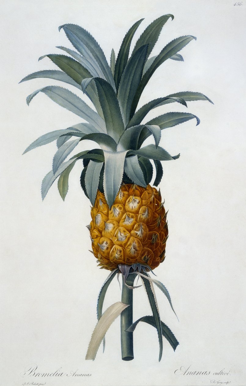 Bromelia Ananas by Pierre Joseph Redouté