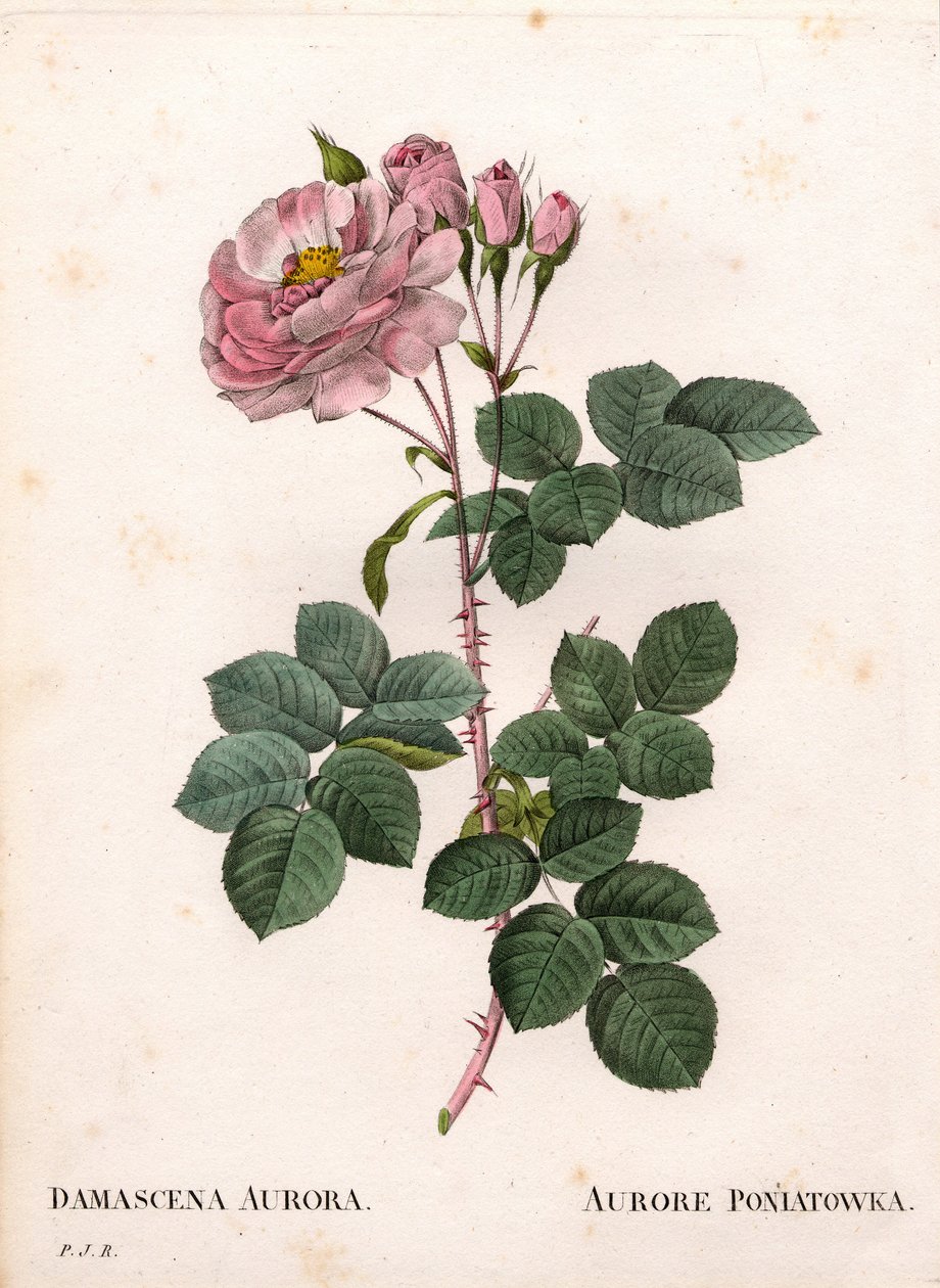 Celeste rose, Rosa alba variety by Pierre Joseph Redouté