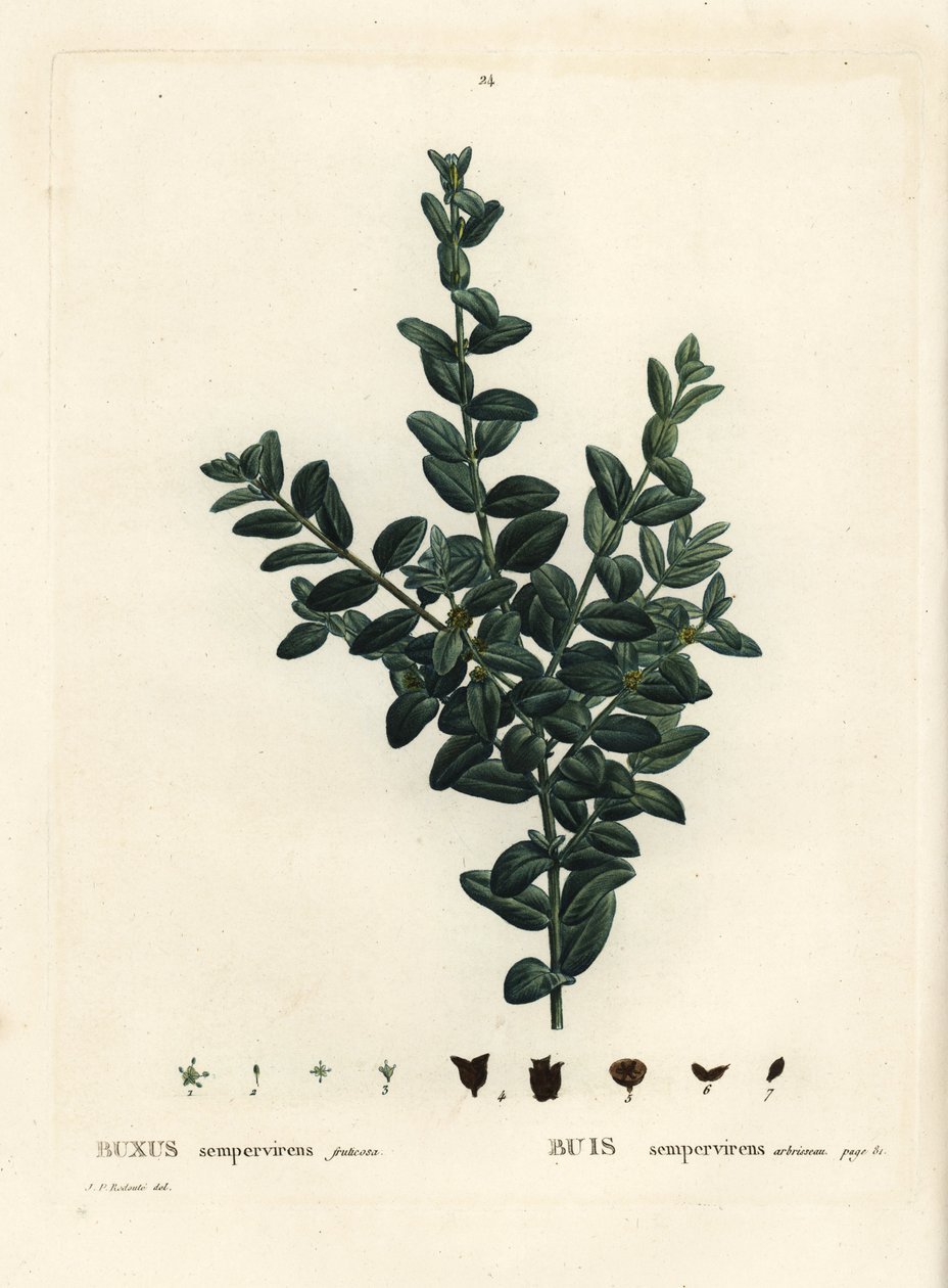 Common box, European box or boxwood, Buxus sempervirens fruticosa by Pierre Joseph Redouté