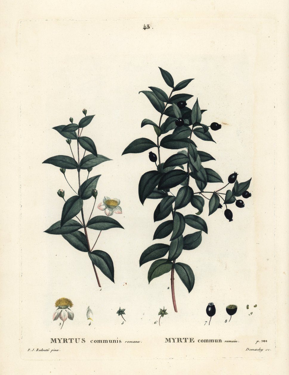 Common Myrtle, Myrtus Communis by Pierre Joseph Redouté