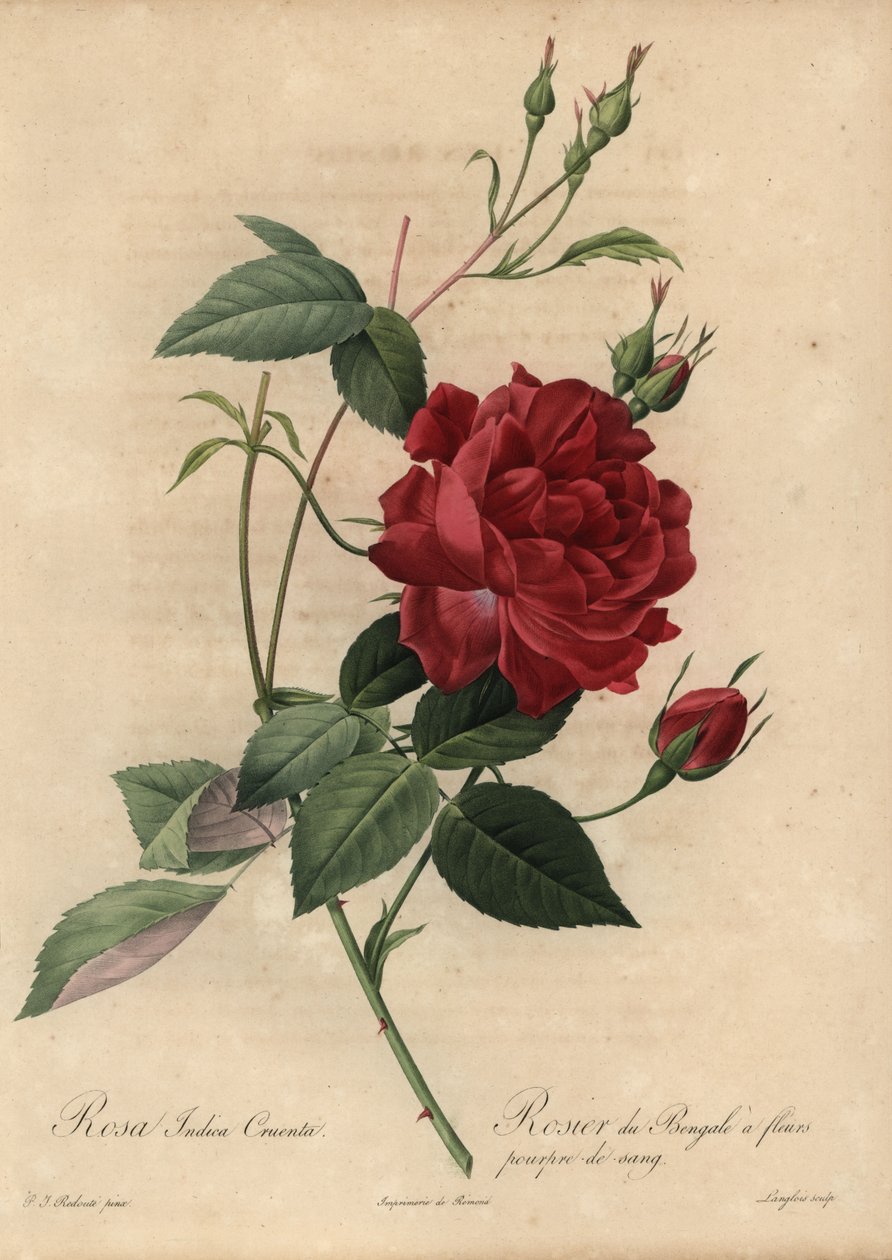 Crimson China rose, Rosa chinensis by Pierre Joseph Redouté